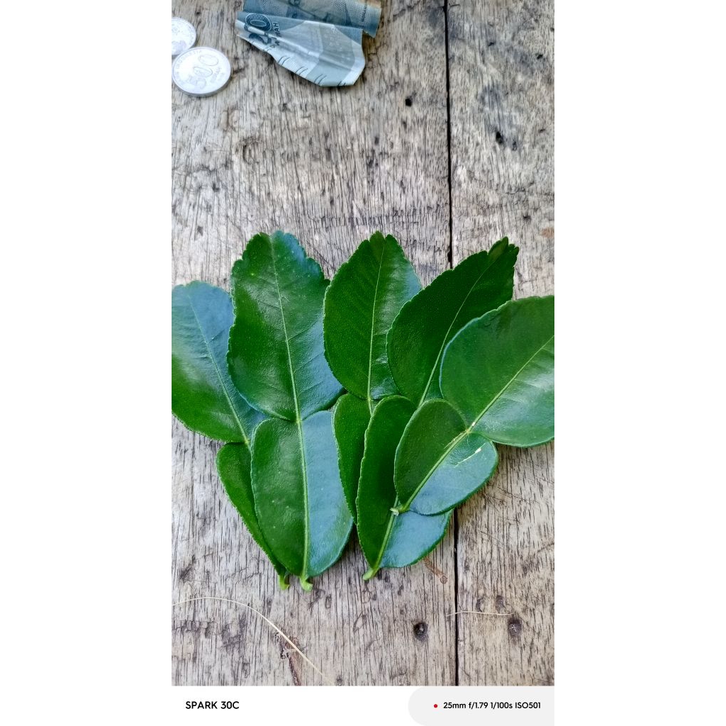 

Daun Jeruk Purut Fresh Isi 100g