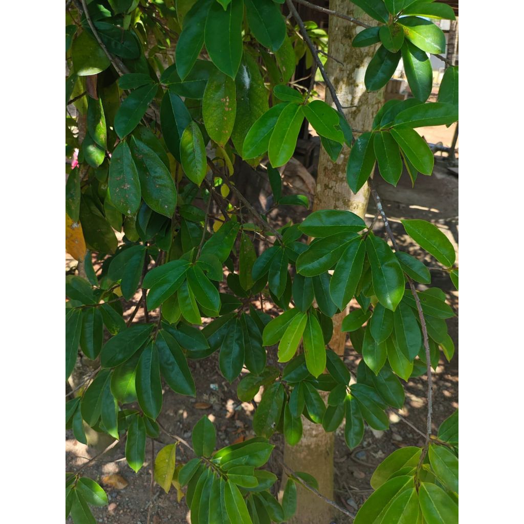 

Daun sirsak / kulanda 60 lembar Obat Herbal.