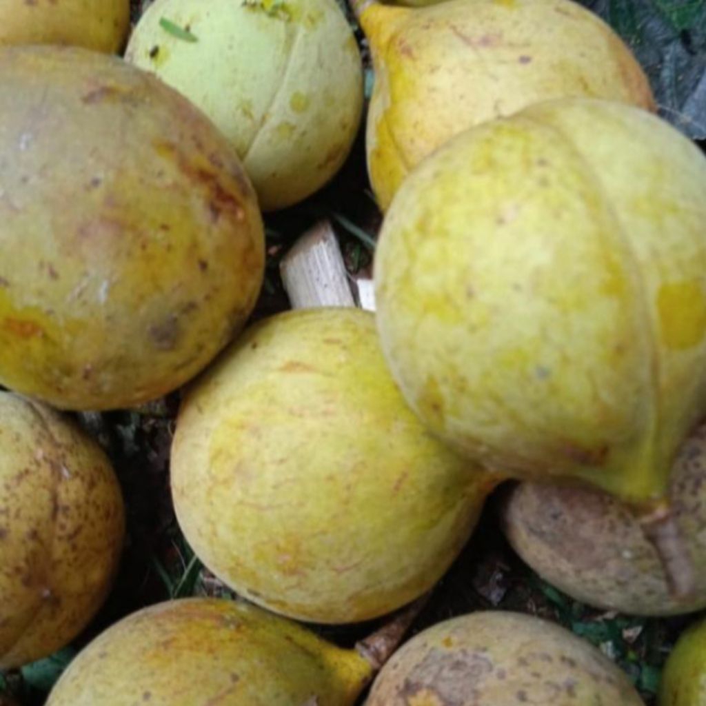 

BUAH PALA MUDA SEGAR 1kg