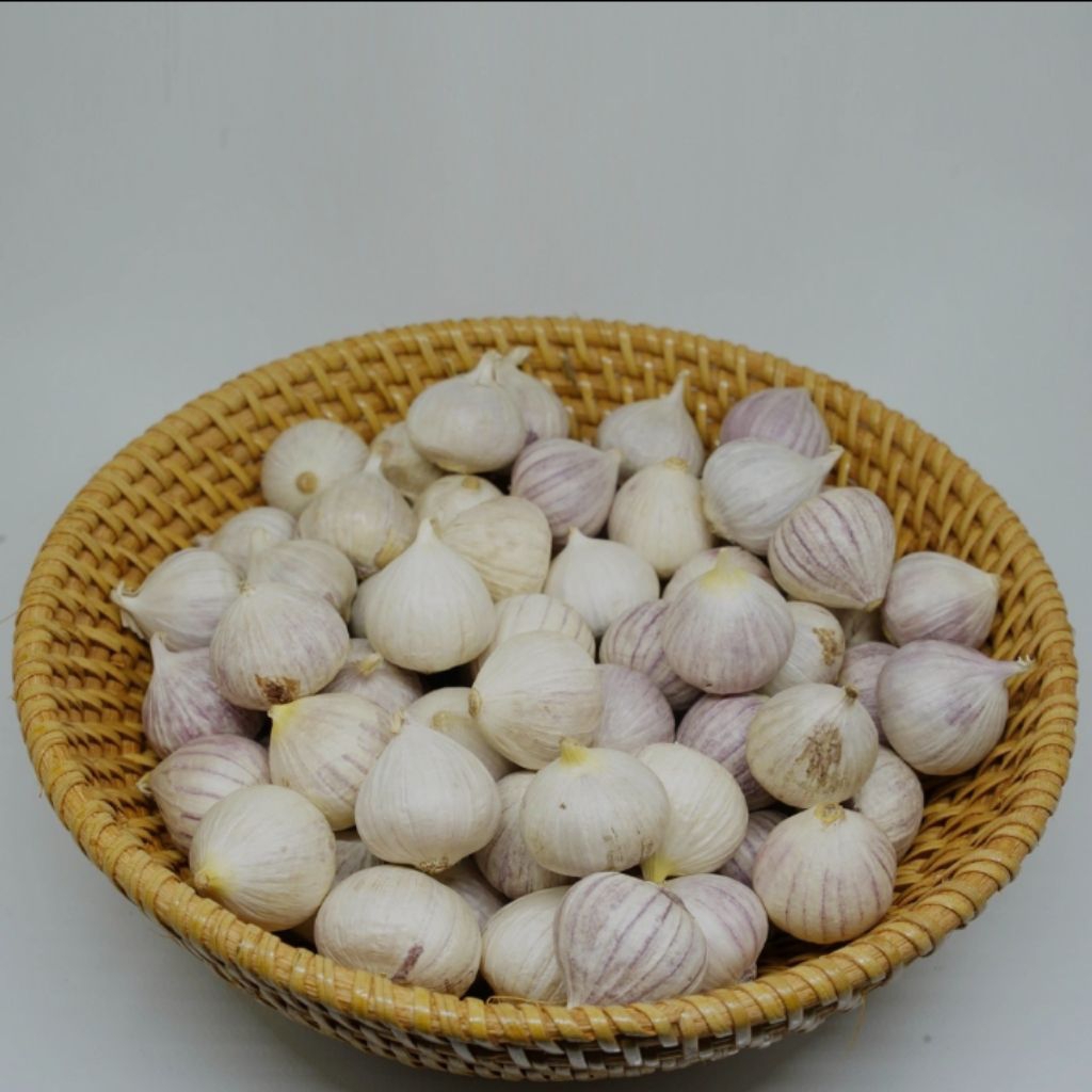 

BAWANG PUTIH TUNGGAL CANTIK MURAH UKURAN SEDANG