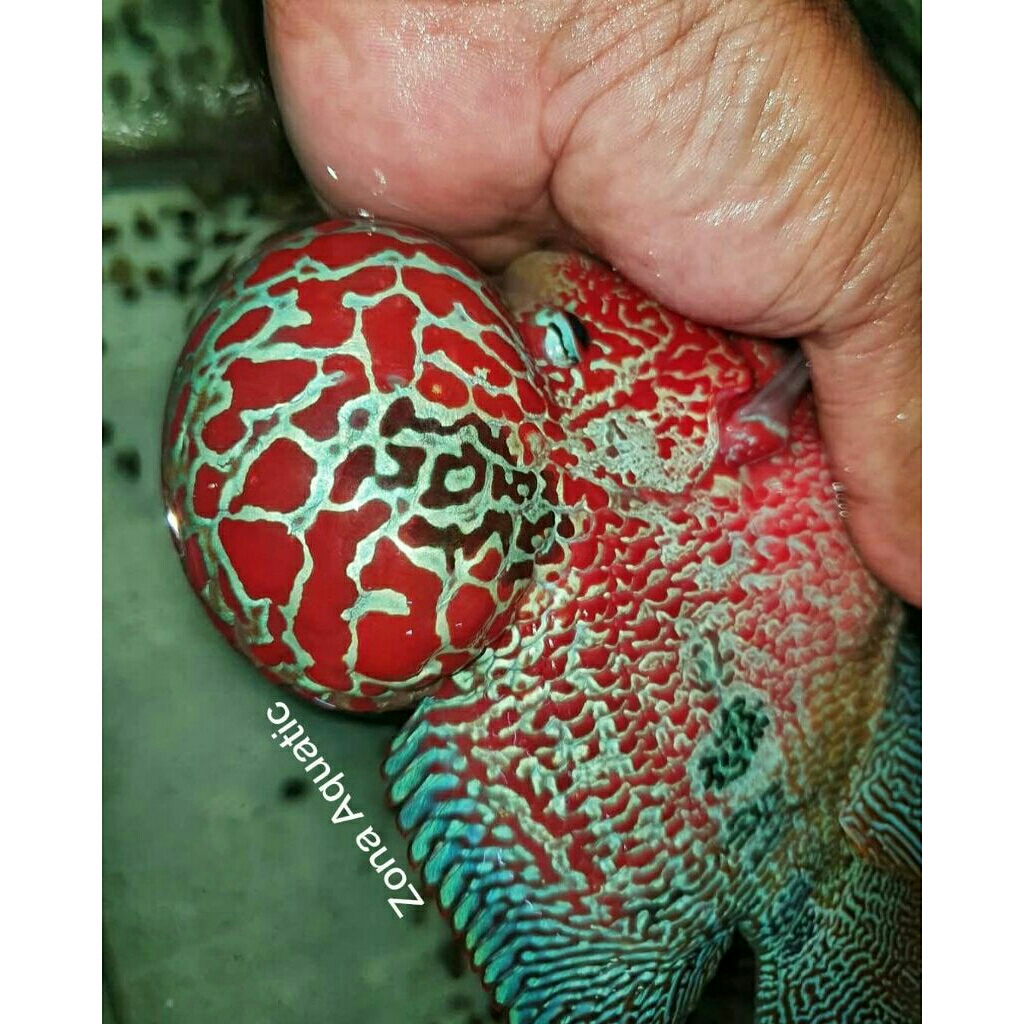 Zona Aquatic super red Dragon / SRD boomHD