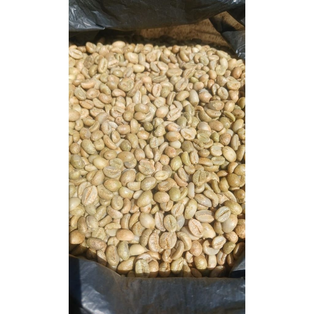 

kopi green bean| kopi robusta green bean| kopi robusta G1| kopi robusta temanggung| kopi robusta green bean| kopi robusta| biji kopi temanggung| biji kopi| green bean robusta 1kg| green bean robusta temanggung