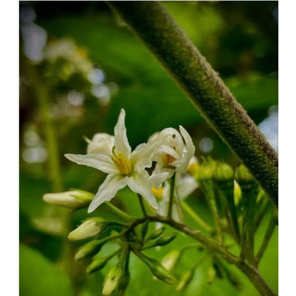 

Batang muda segar pohon takokak cepokak 10 batang panjang 25 senti