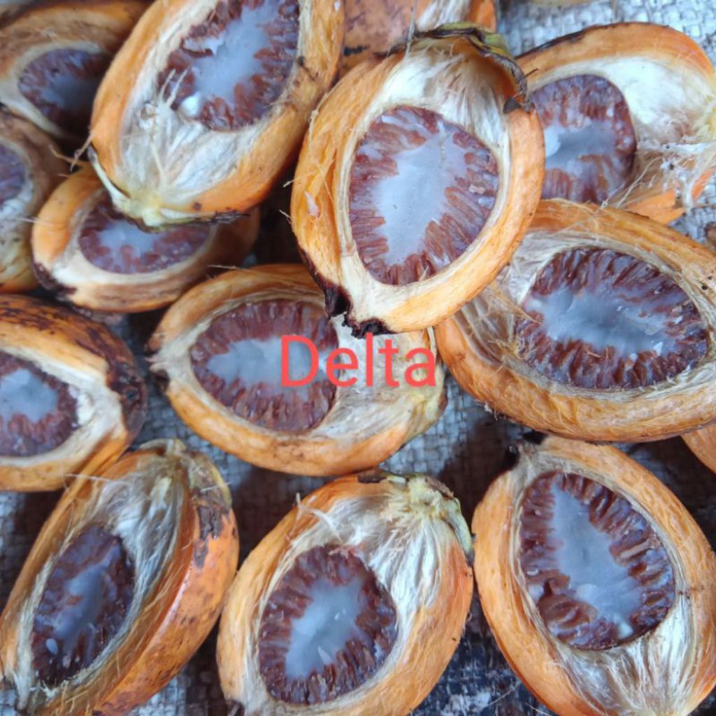 

buah pinang tua segar 1kg herbal alami obat vitalitas pria