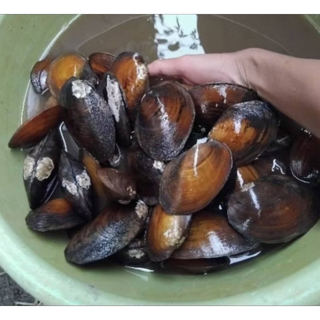 

Kijing sungai | Kerang sungai | kijing fresh ambil langsung di sungai