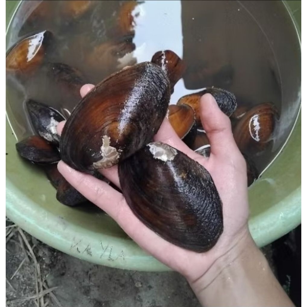 

Kijing sungai | Kerang sungai | kijing fresh ambil langsung di sungai per 1 kijing