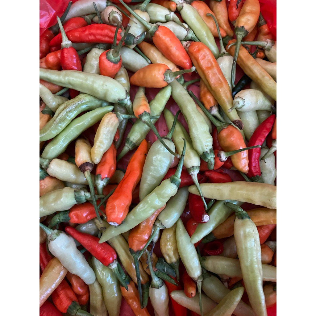 

cabai oragnik segar langsung petik dari kebun