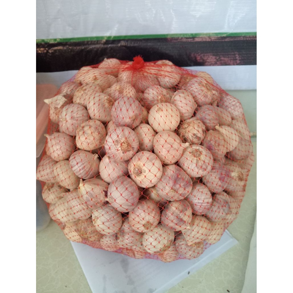 

bawang putih tunggal