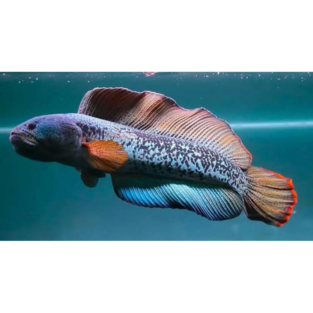 HIASAN AKURIUM IKAN CANA BARCA 7_10CM