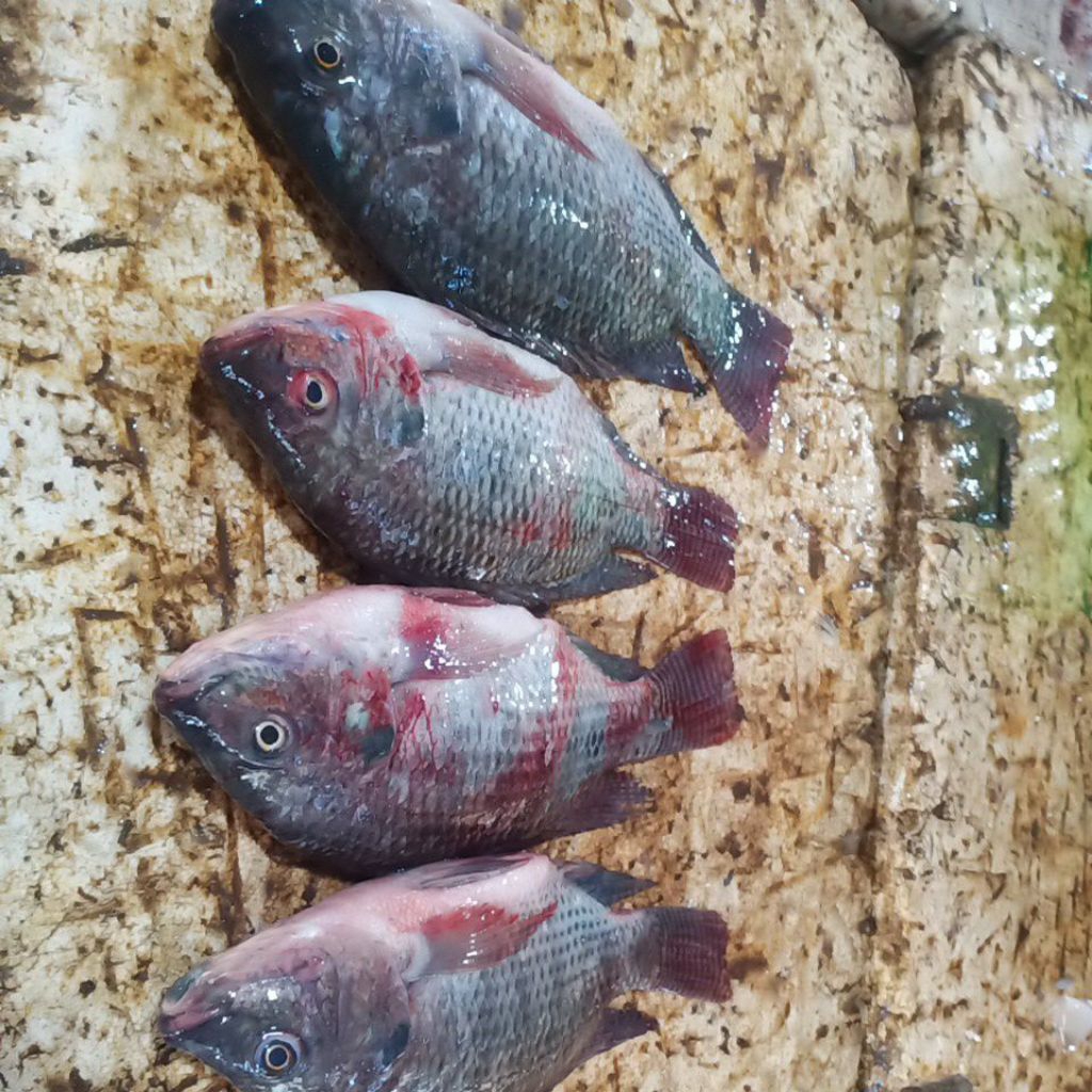 

Nila Fresh Berat 1kg