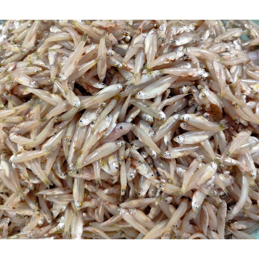 

Ikan Bilis 250gr (Fresh dibekukan)