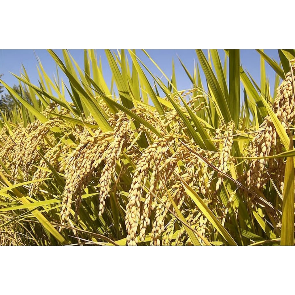 benih ketan putih ketan grendel