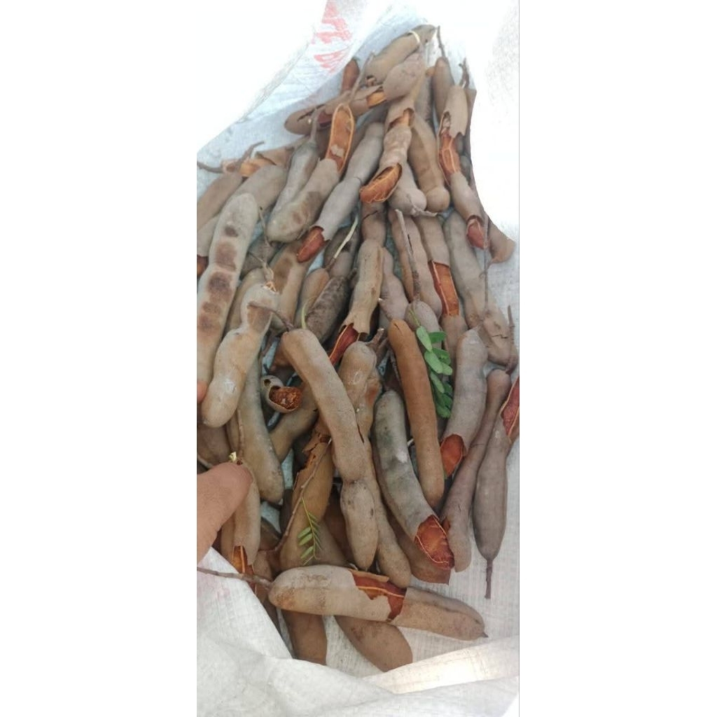 

Asam Jawa Kulit Fresh Masak di Pohon 1kg