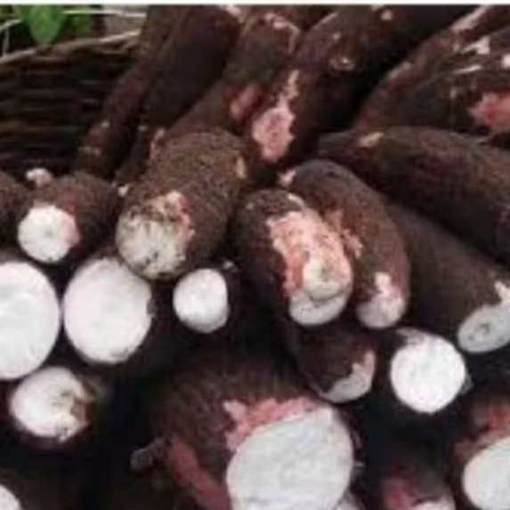 

singkong mentah kulit merah rasanya empuk 1 kg