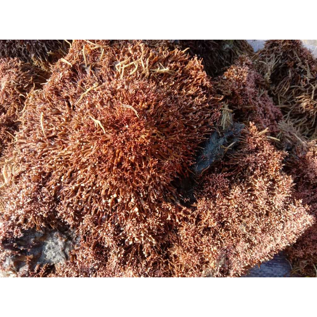 JAMUR JAKABA / Bibit Jamur Jakaba