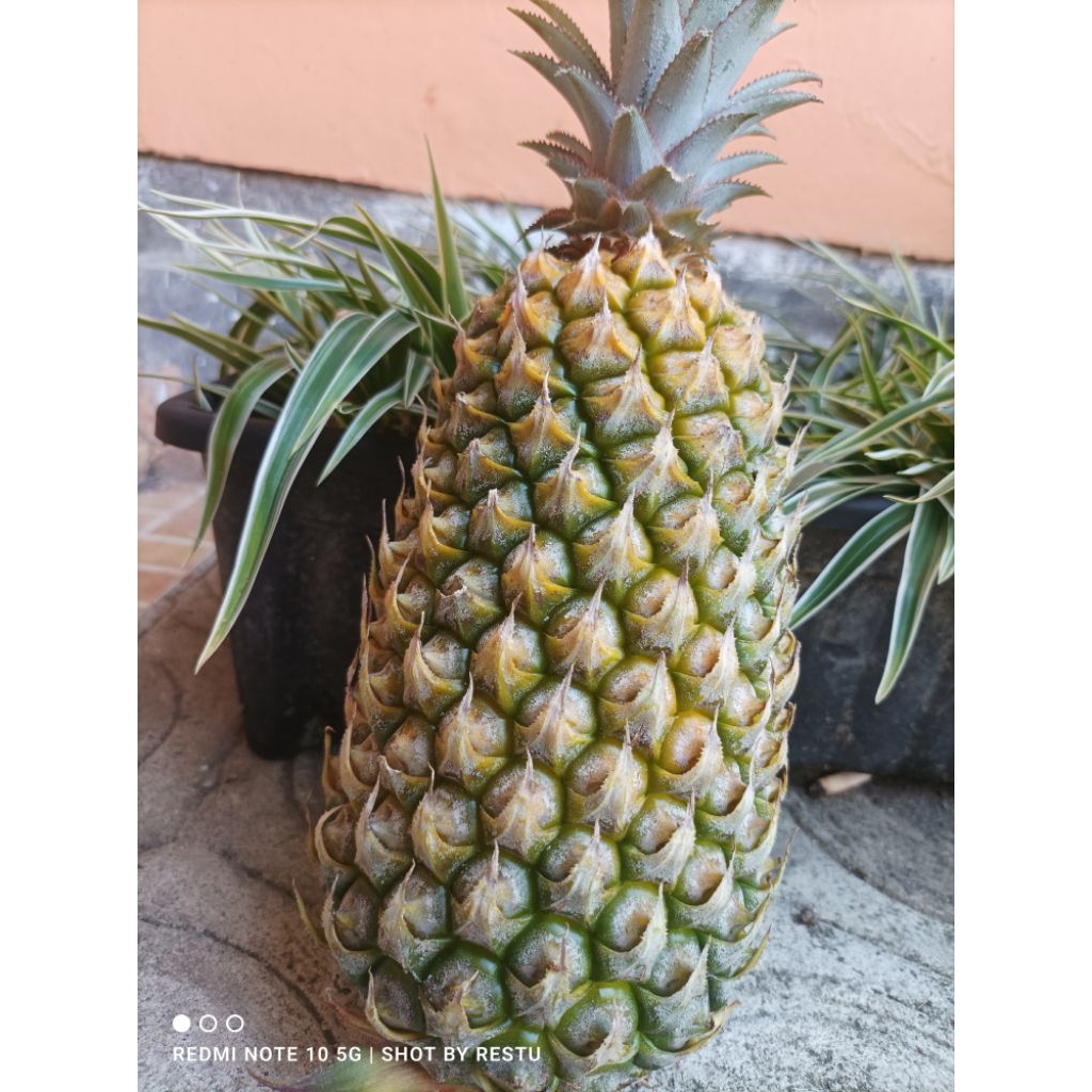 

Nanas Asli Gunung Kelud