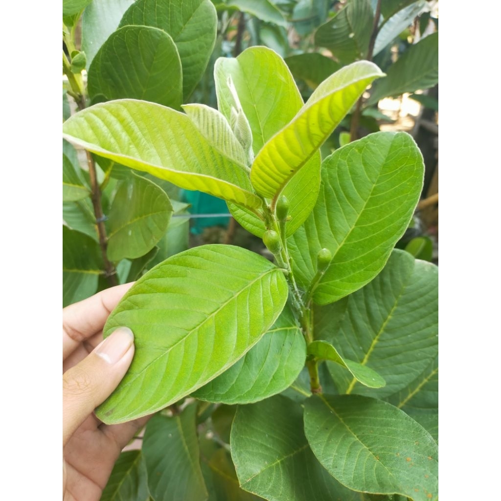 

cangkokan jambu merah tanpa biji (fresh)