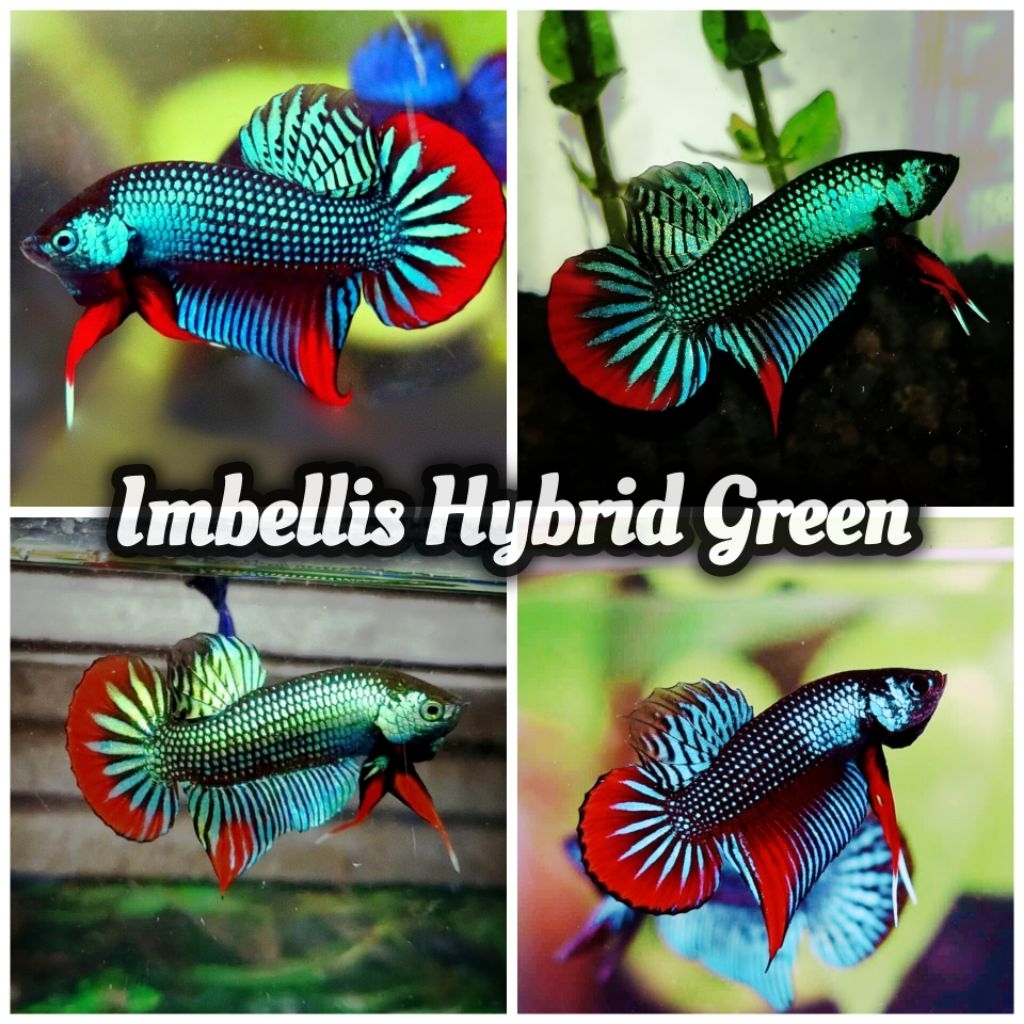 Aksesoris Aquarium ( Imbellis Green )