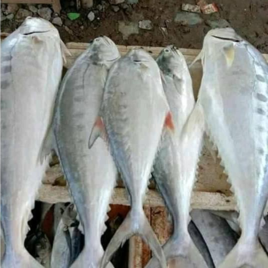 

Ikan Talang Talang Segar Ikan Laut Segar 1Kg