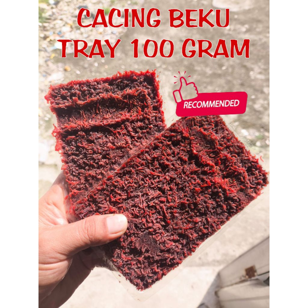 CACING BEKU KEMASAN TRAY / CACING BEKU PREMIUM TANPA CAMPUR AIR / CACING BEKU BERSIH MURAH