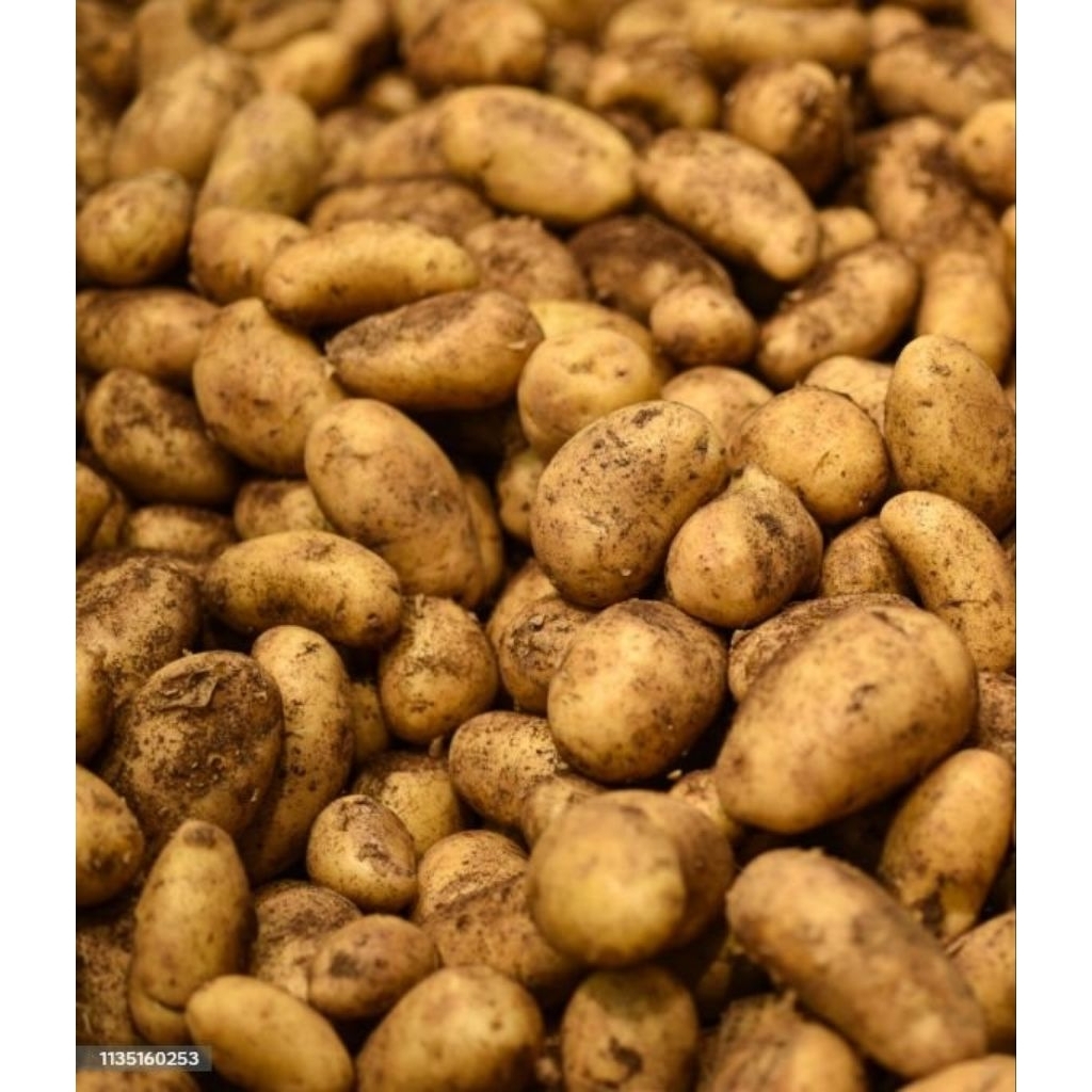 

kentang granola PL medium/sedang langsung dari petani fresh 1kg