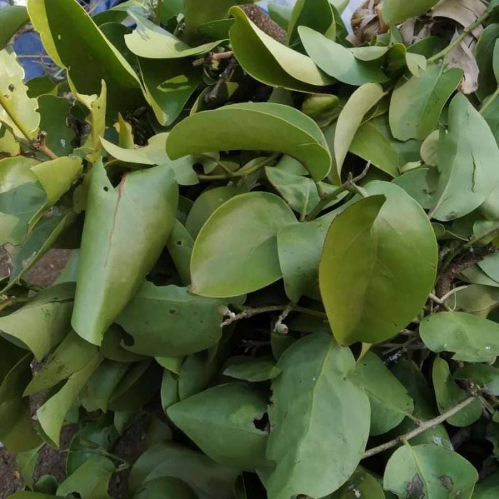 

Daun benalu 1Kg fresh dipetik ketika akan dikirim