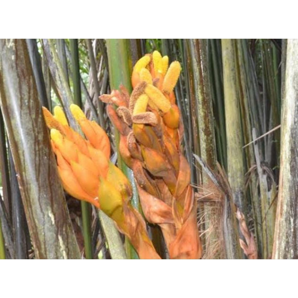 

Bunga Nipah Kiwel Obat Herbal Tradisional Murah Baru Petik 1 Kg Fresh