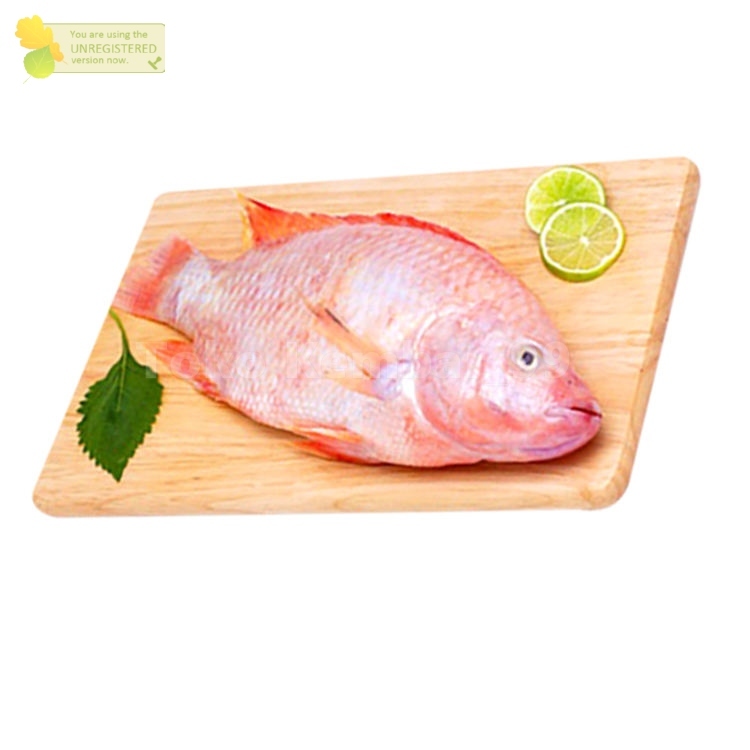 

Ikan Nila Merah Segar Ikan Nila Merah Ikan Nila Konsumsi 1Kg