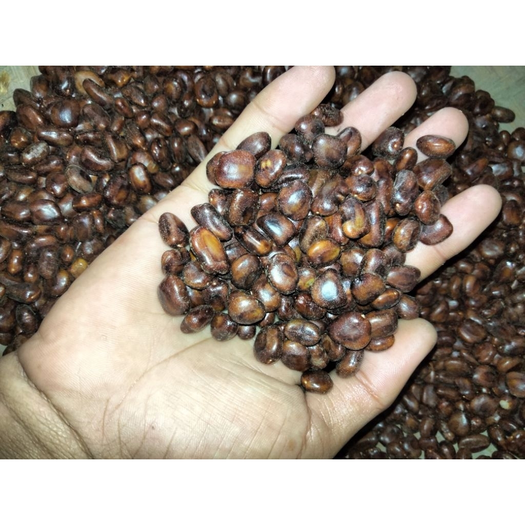 

biji asam bersih siap semai 1kg