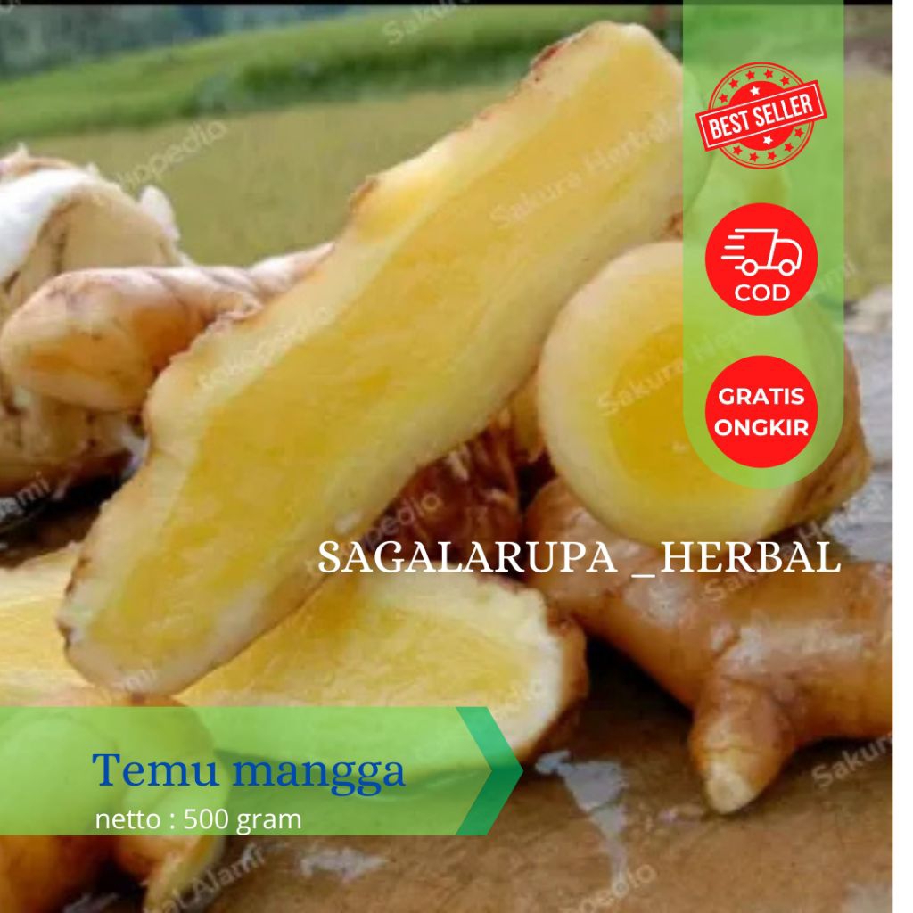 

TEMU MANGGA/KUNYIT MANGGA/OBAT KUNYIT MANGGA SEGAR FRESH KEMASAN 1 KG BERSIH
