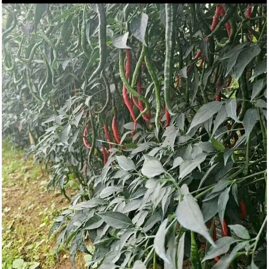 

BARU bisa COD Benih Cabe lokal BATU GARUT 10gr