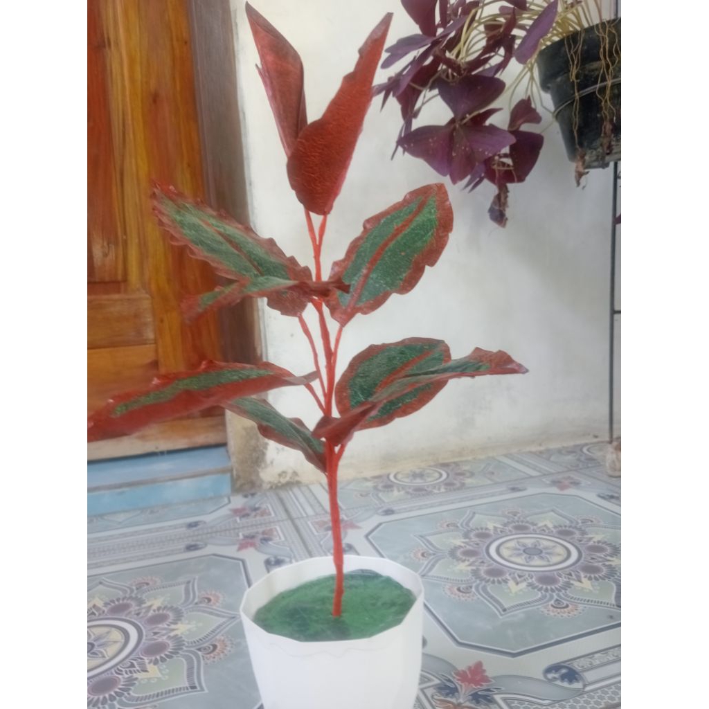 Bunga Aglonema + Pot