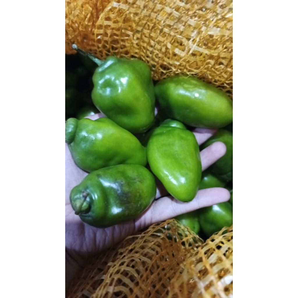 

Cabe gendot asli dari pegunungan kerinci jambi