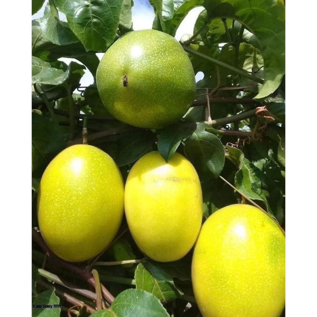 

1kg buah markisa mateng kuning dan merah segar pilihan