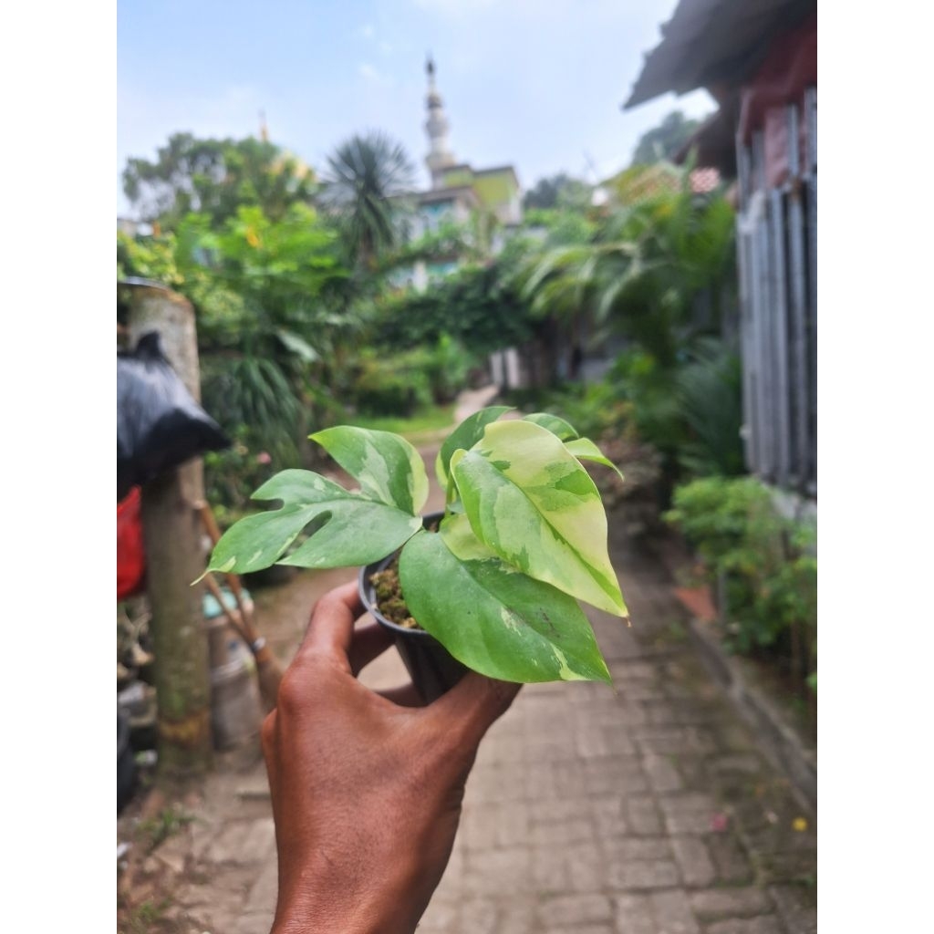 RAPHIDOPORA TETRASPERMA VARIGATA