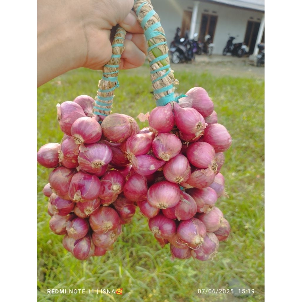 

BAWANG MERAH PROBOLINGGO UNTINGAN/DAUNAN SUPER