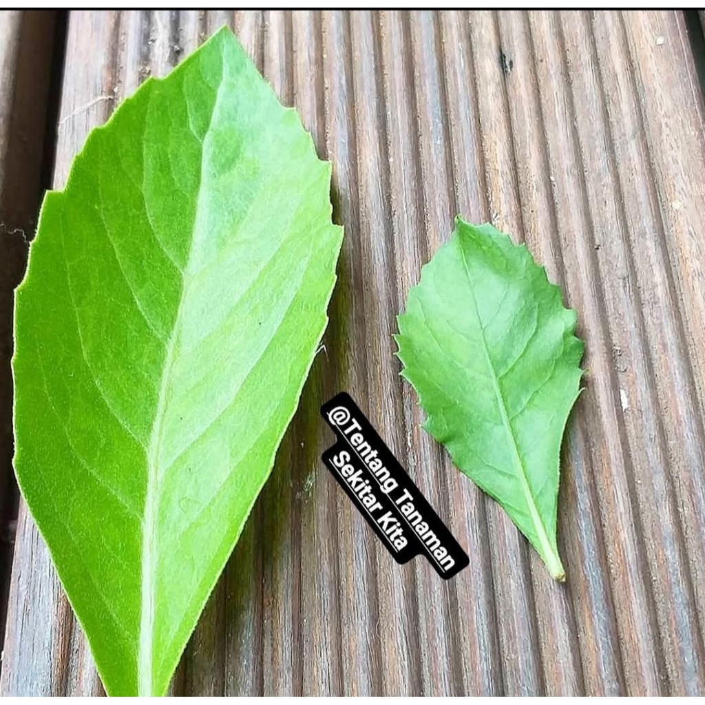 

daun sambung nyawa segar 25lembar