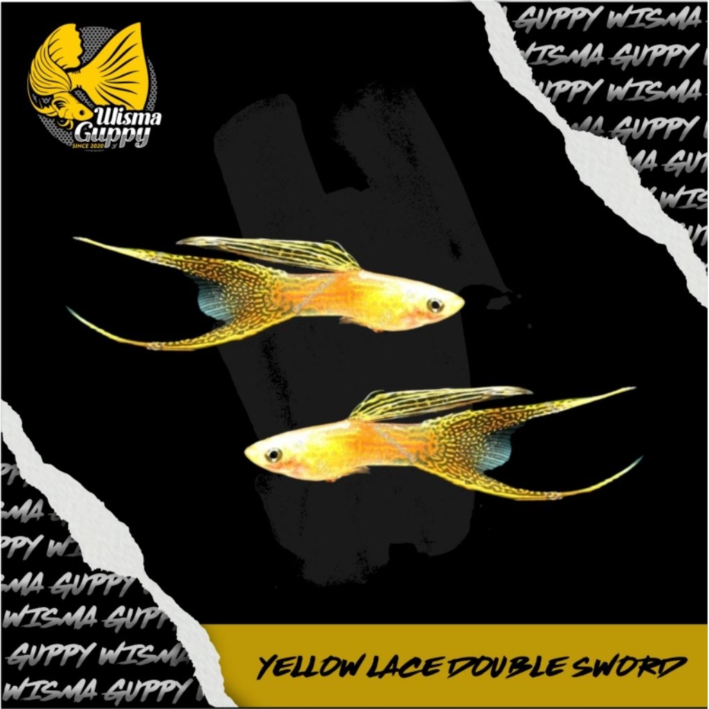 HIASAN AQUARIUM GUPPY BLONDE YELLOW LACE DOUBLE SWORD