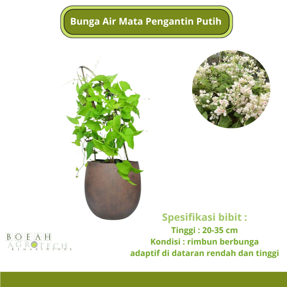 Baru Bunga Air Mata Pengantin Putih Kondisi Rimbun