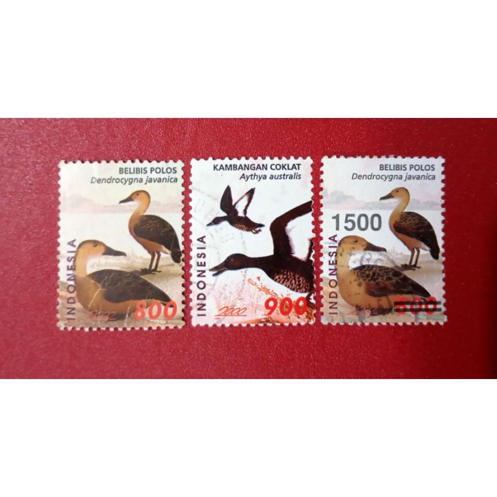 

PRANGKO INDONESIA BEBEK