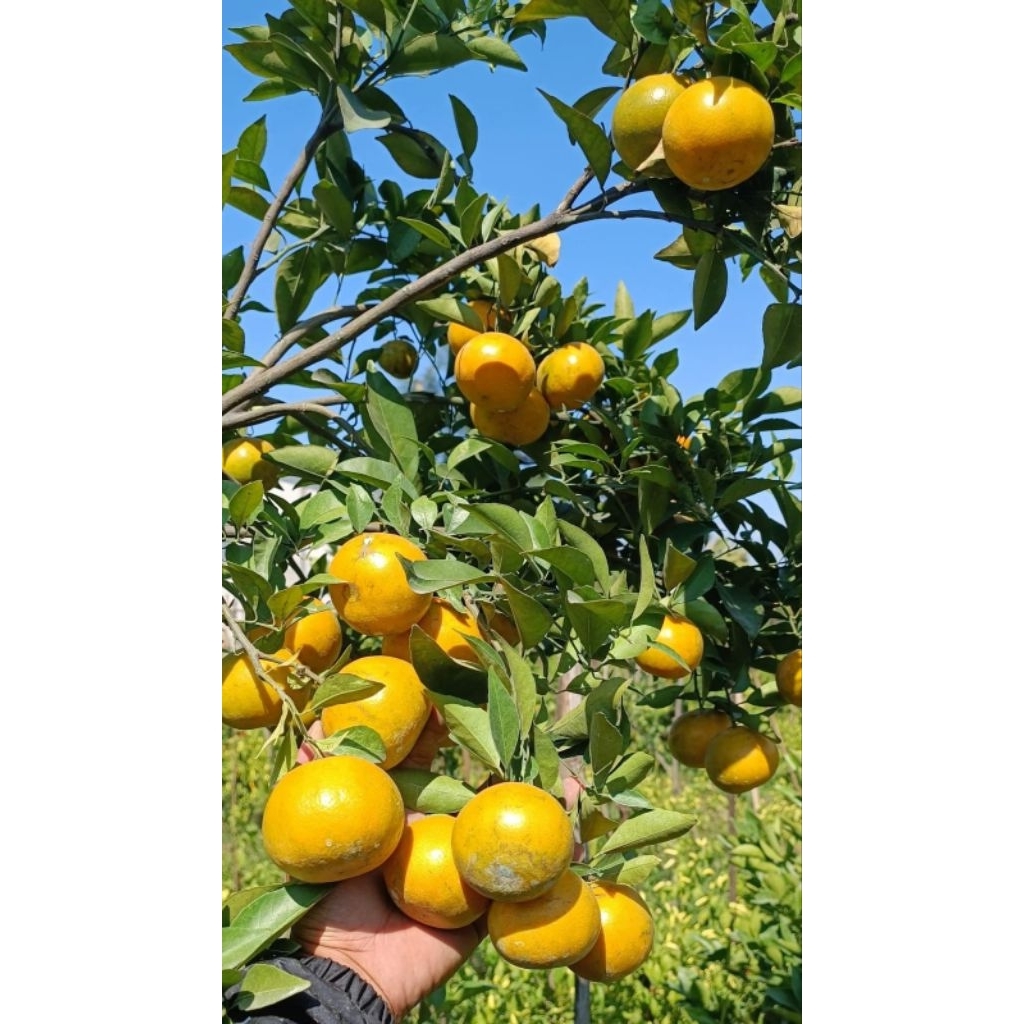 Bibit Jeruk Siam Madu Asli Malang