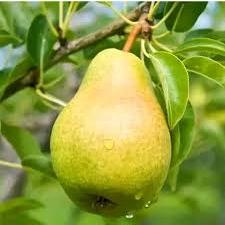 Bibit tanaman buah pear/Buah pear asia/buah pear unggul