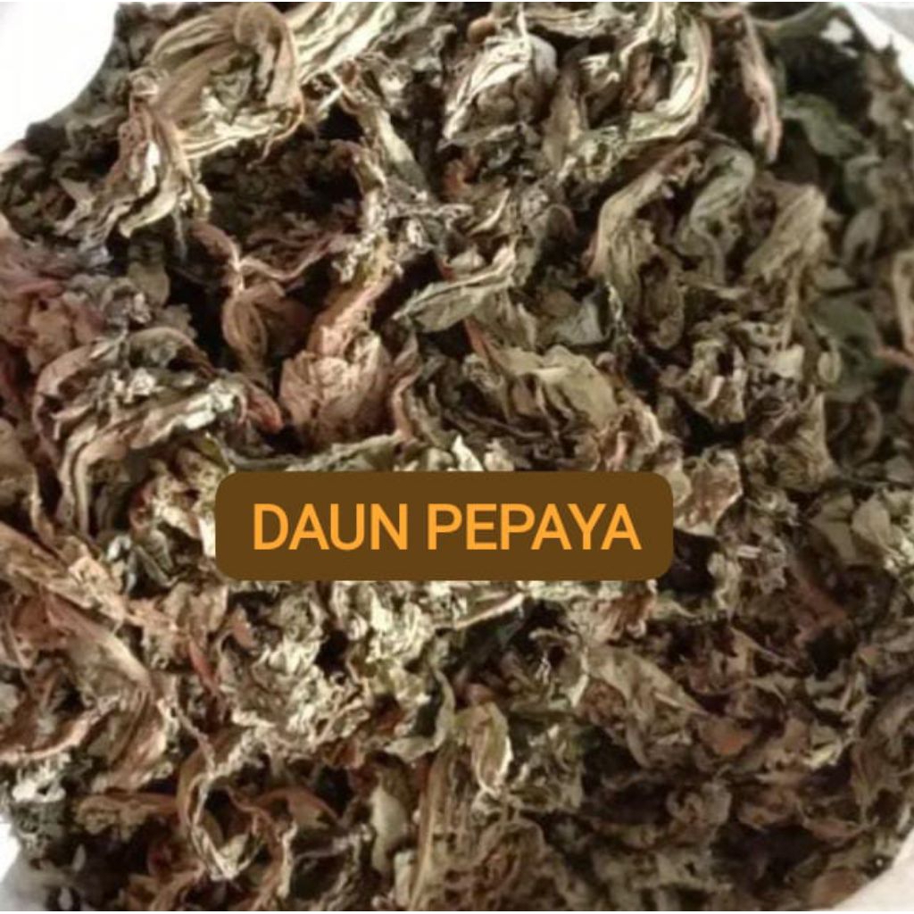 DAUN PEPAYA KERING