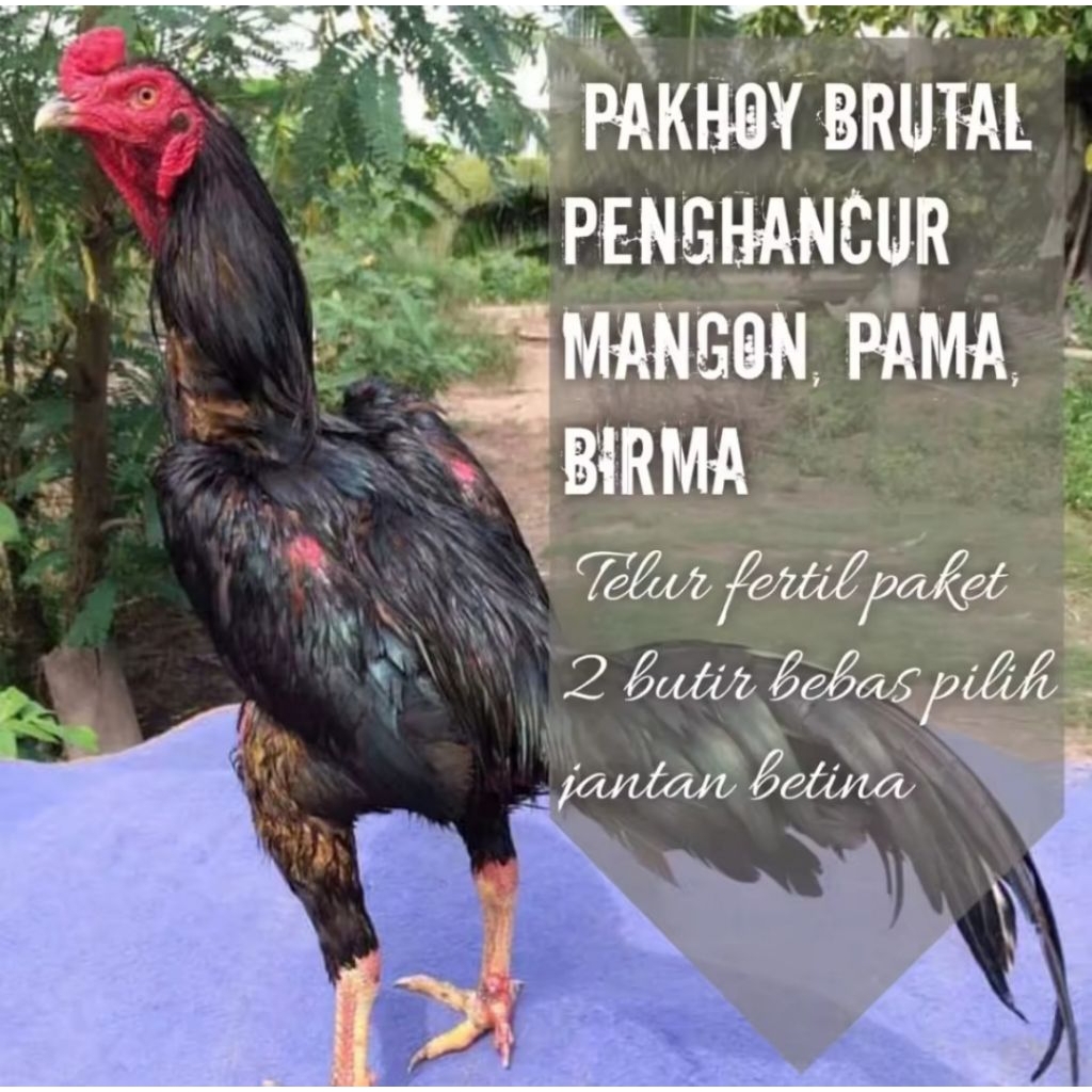 

Telur ayam PETARUNG TANGGUH phakoy king/phakoy brutal/ayam bangkok phakoy si full brakot.
