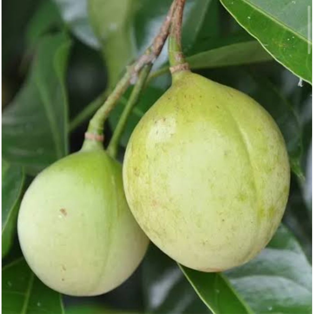 

1 kg Buah Pala Segar