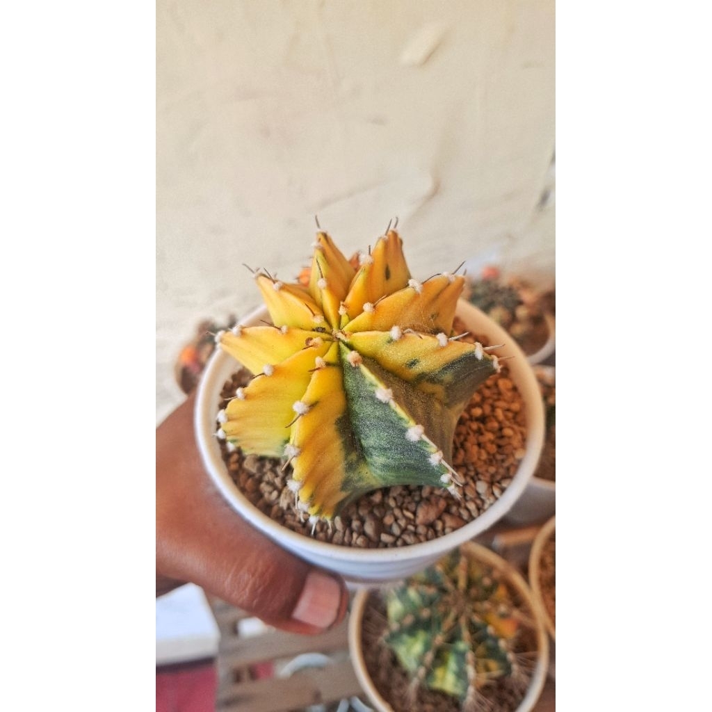 kaktus LB Variegata Single Spin (indukan)