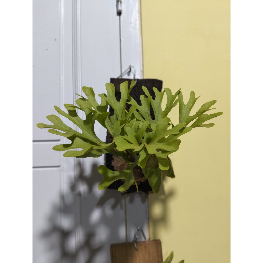 Tanaman Hias Unik Platycerium Ridleyi – Tanduk Rusa Langka & Eksotis