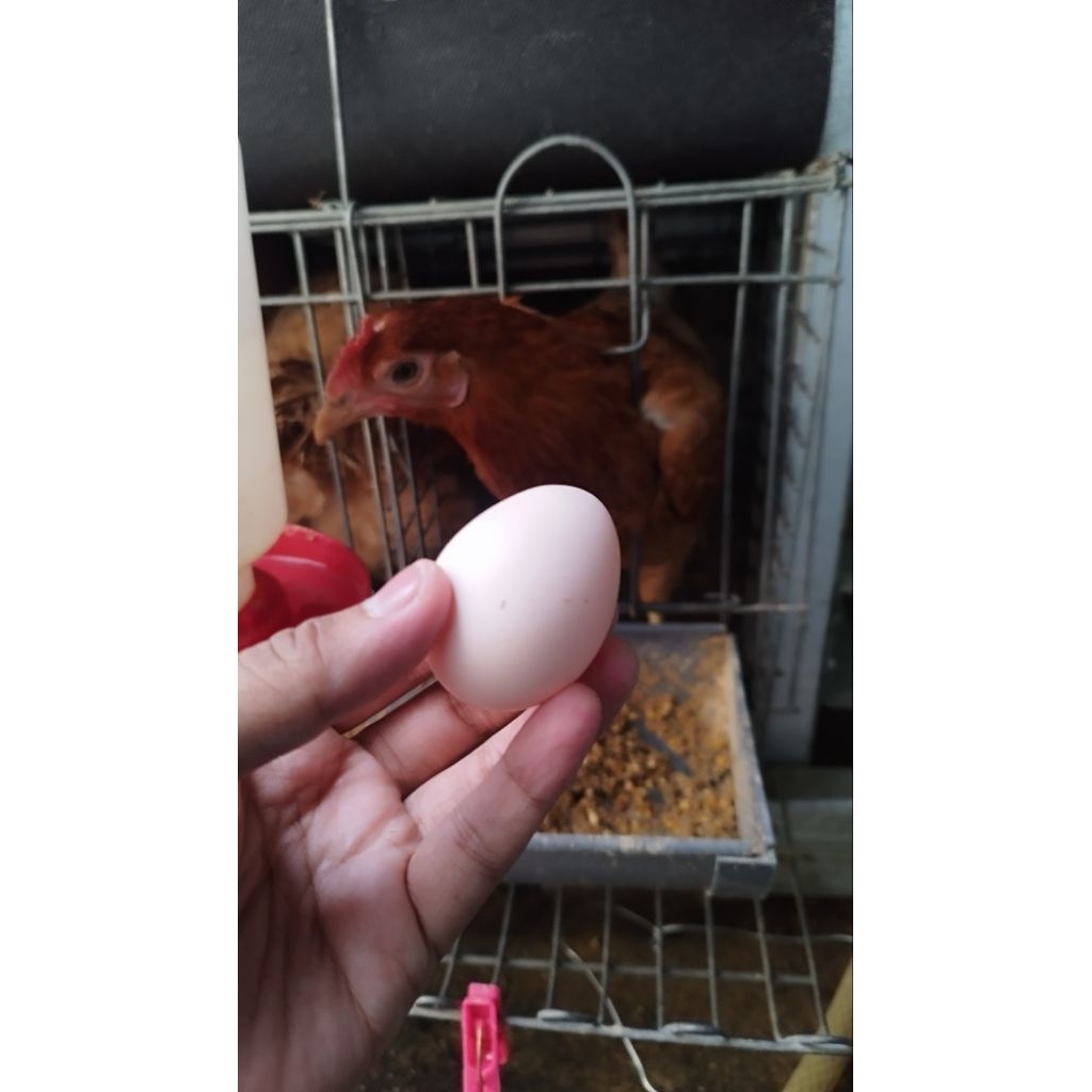 

ayam Elba ayam kampung petelur