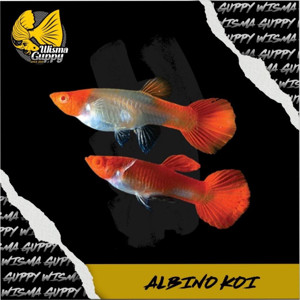 HIASAN AQUARIUM GUPPY ALBINO KOI