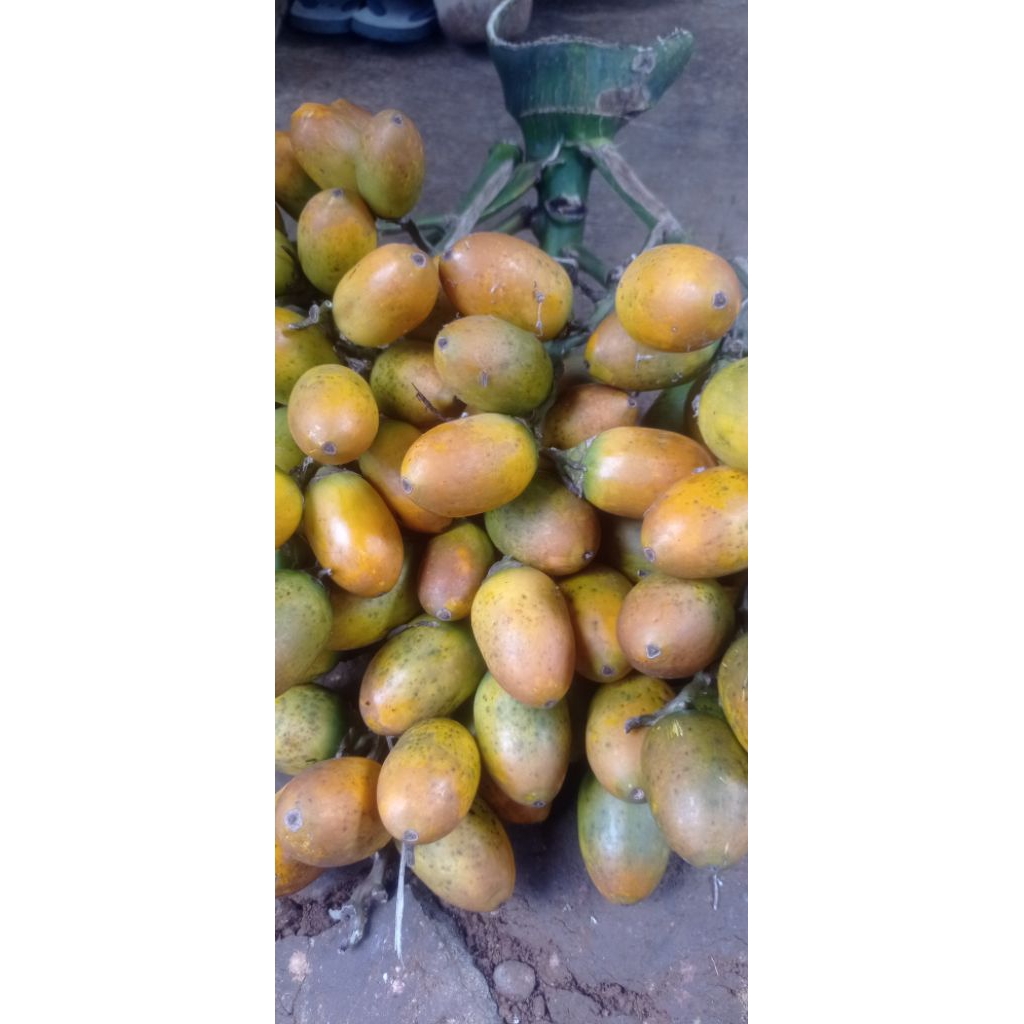 

buah pinang tua jambe tua 1kg